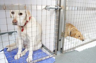 dog in a veterinary clinic