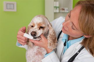 vet brushing a dog's teeth