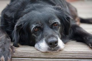 dog lying down