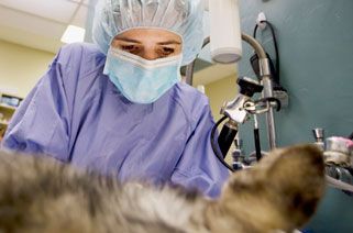 vet performing surgery