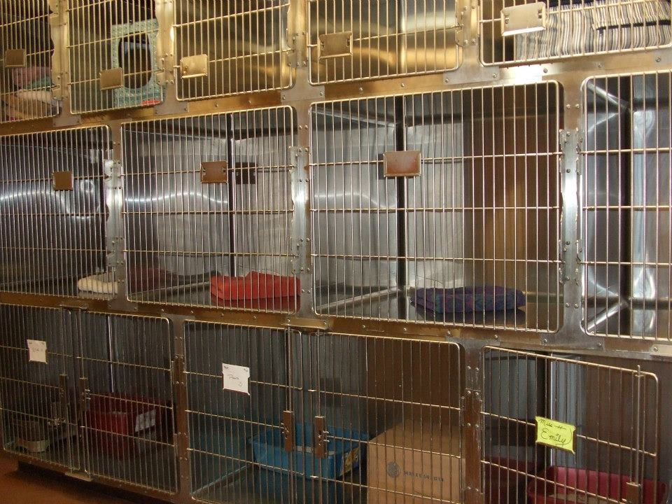 pet hotel in wickenburg az