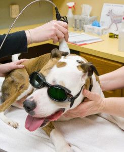 Laser Therapy