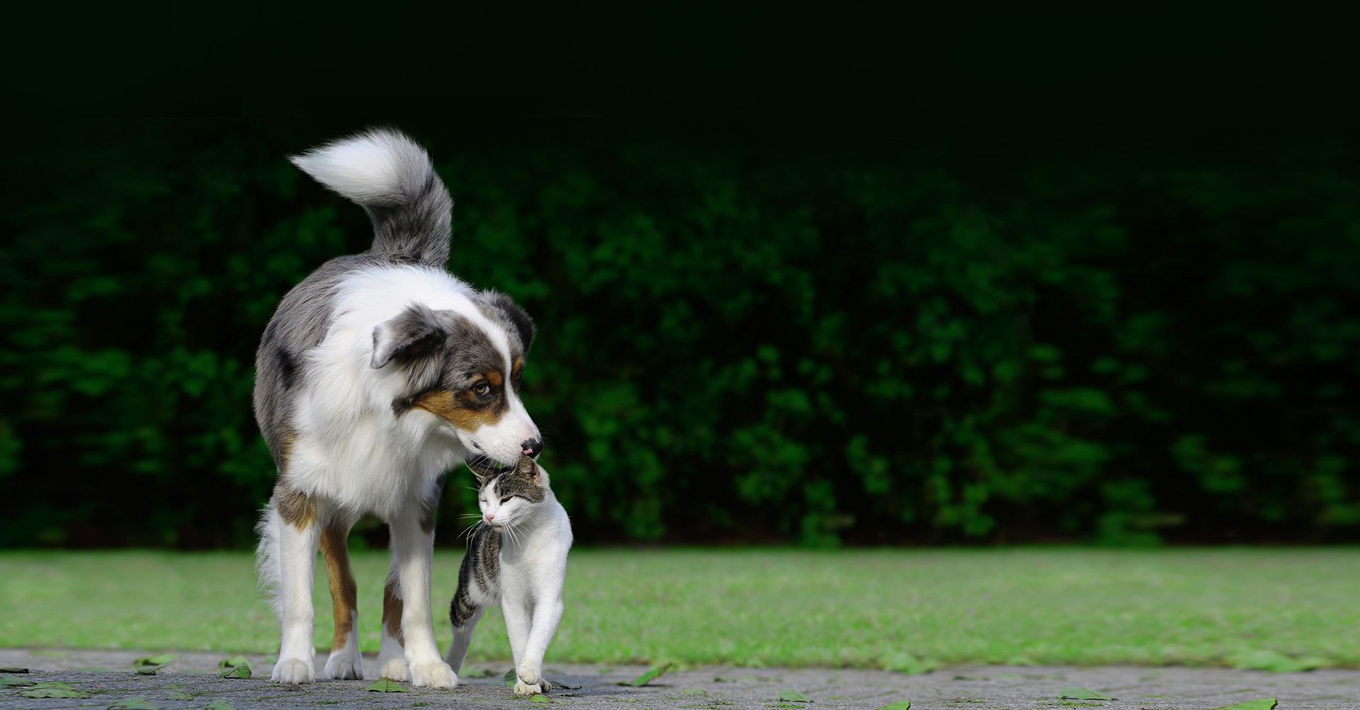 dog and cat