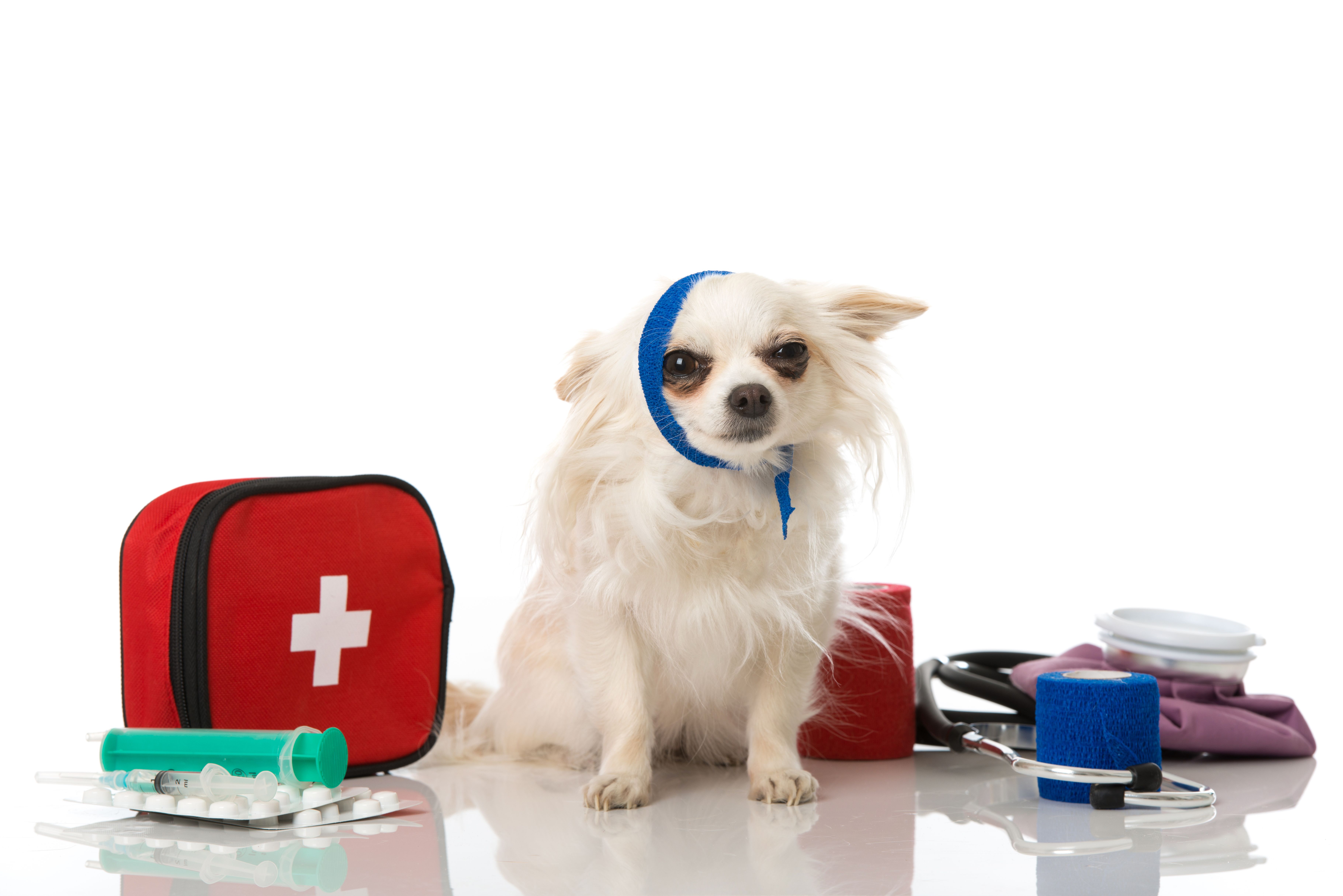 dog with first aid kits