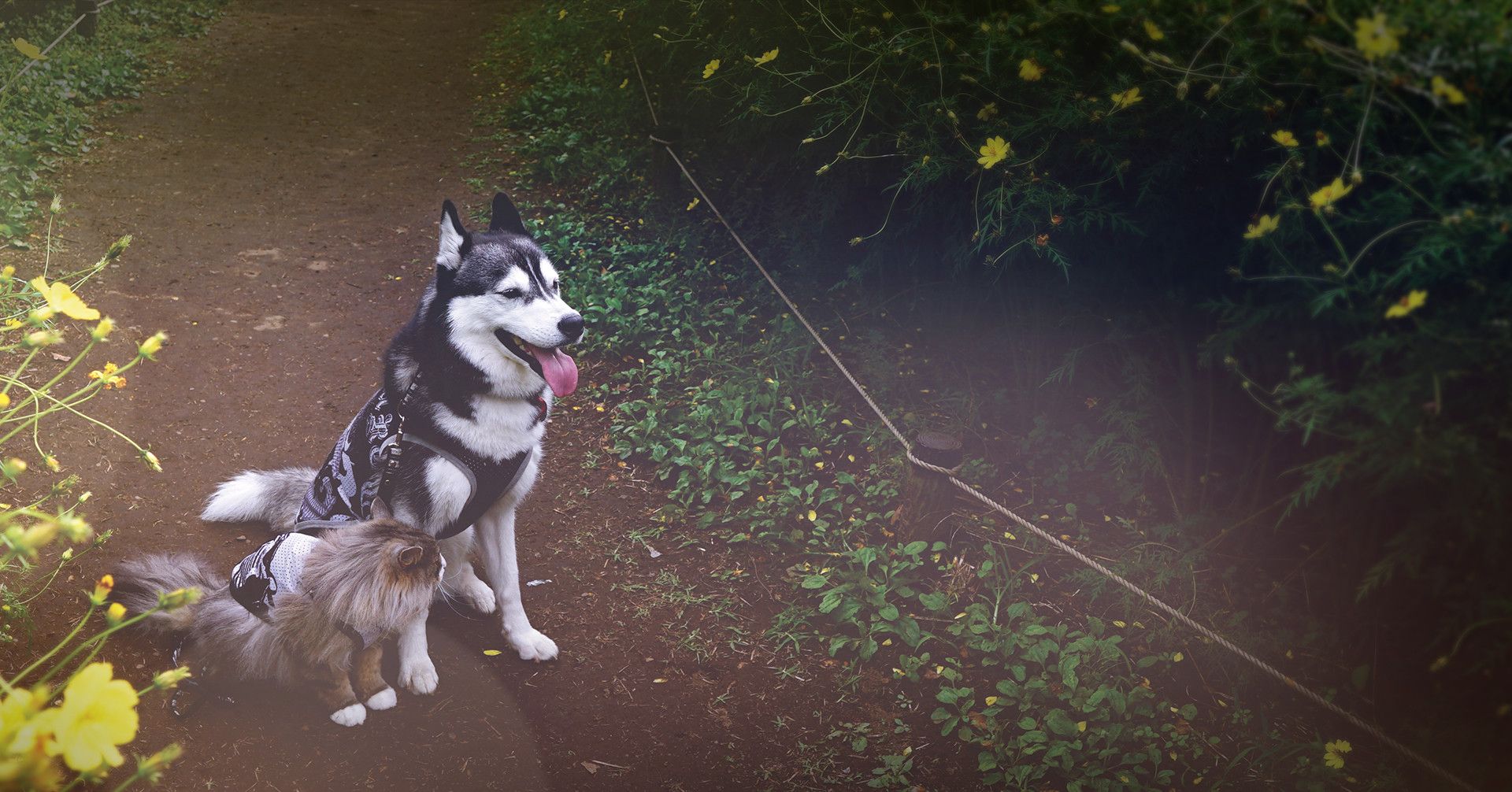 dog and cat outdoors