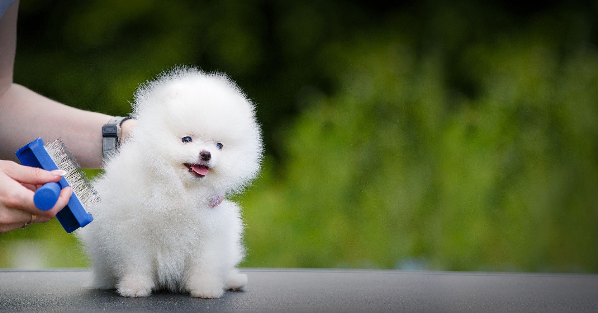 dog getting its fur brushed