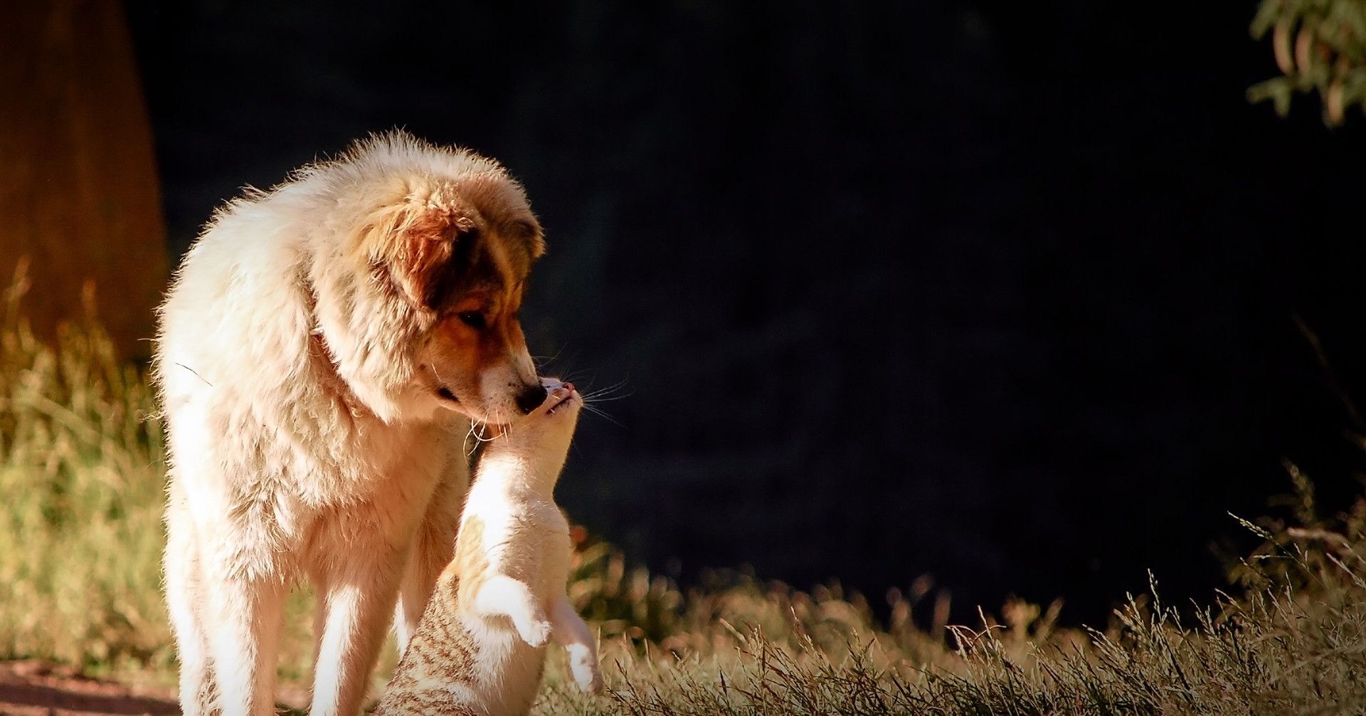 dog playing with a cat