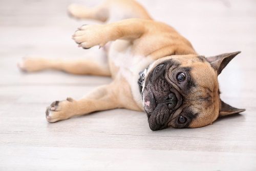 dog lying on the floor