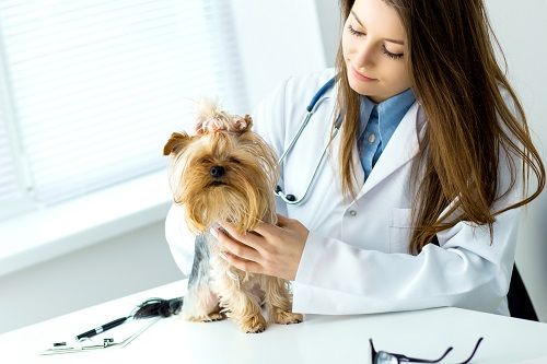 dog being checked by a veterinarian