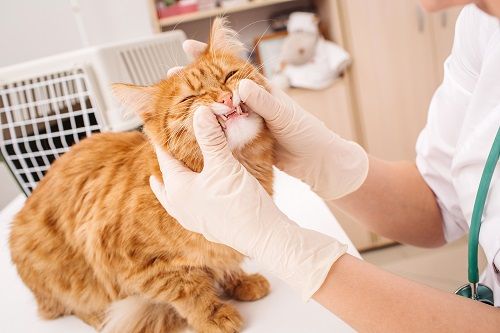 cat's teeth being checked by veterinarian