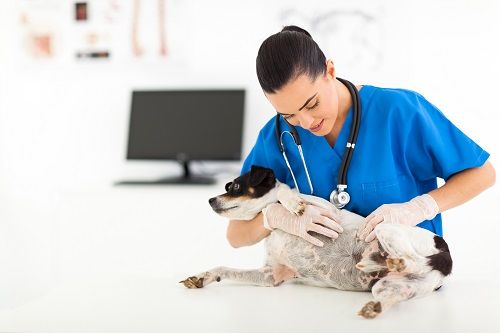 dog in a veterinary clinic