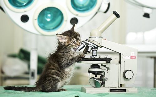 cat in a diagnostic room