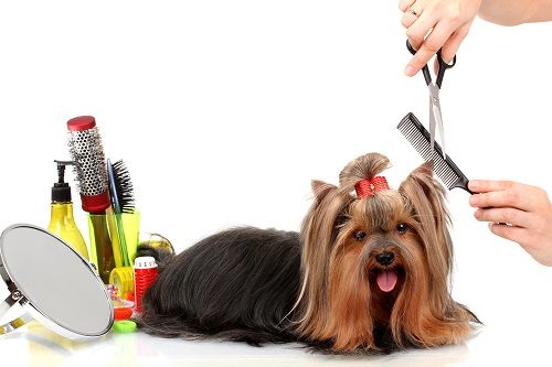 dog being groomed by a veterinarian