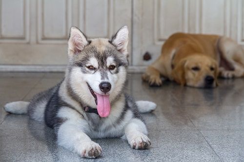 two dogs lying on the floor