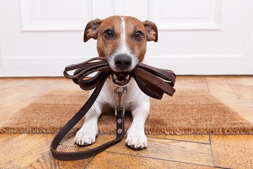 dog biting its leash