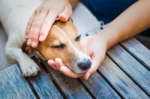 person petting a dog