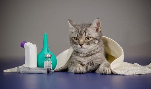 cat with medical apparatus