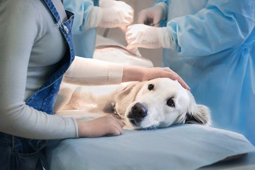 dog during surgery