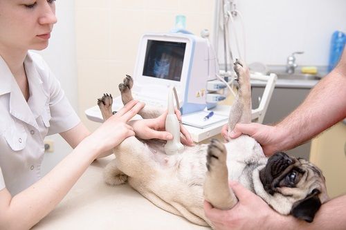 dog getting his ultrasound
