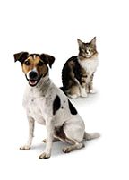 dogs and cats