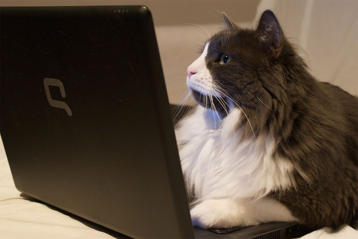 cat in a laptop