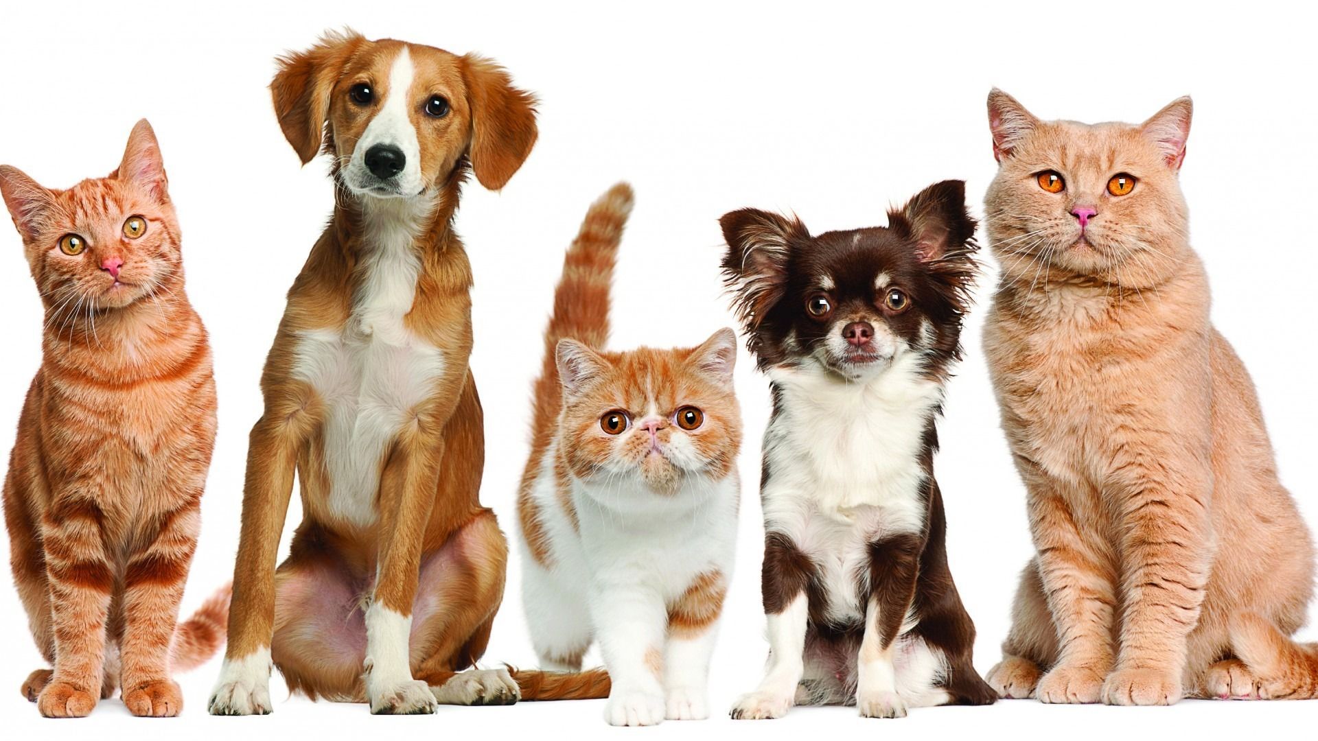 pets