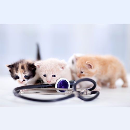 Woodland Veterinary Clinic in Woodland Park Colorado, Pet Doctor Woodland Veterinary Clinic in Woodland Park Colorado, Pet Doctor