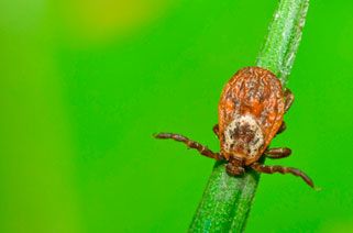 tick