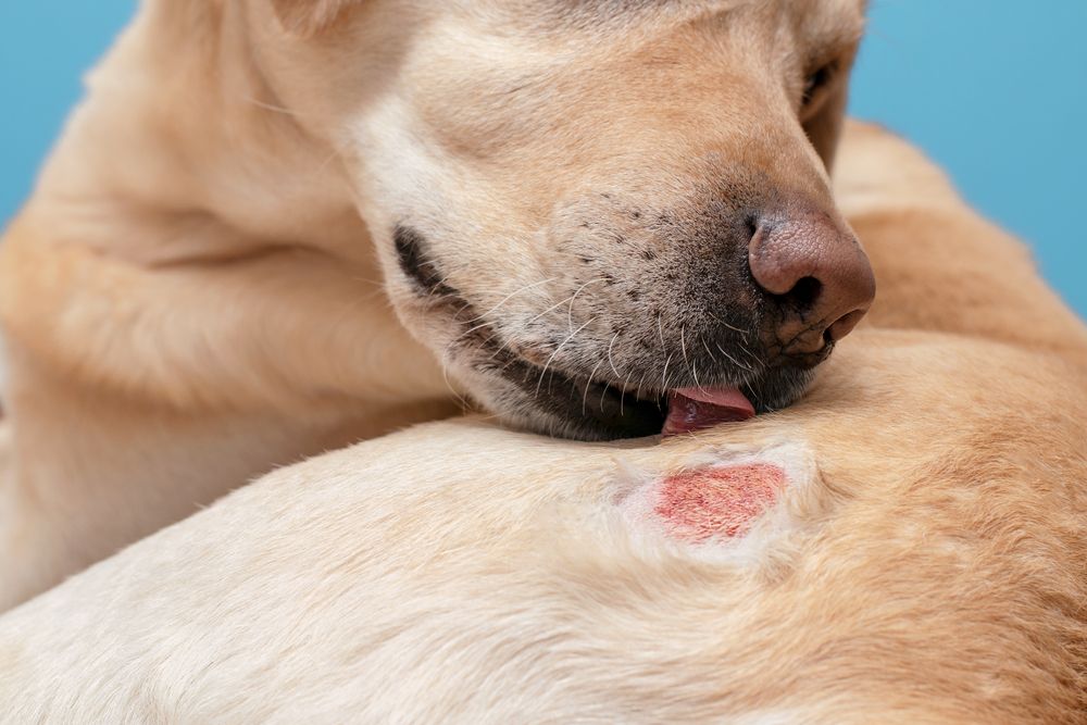 Most Common Skin Conditions in Dogs