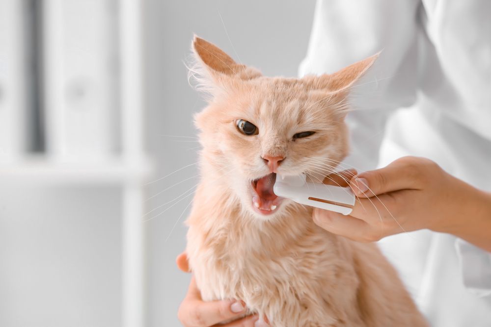 How to Properly Care for a Cat’s Teeth