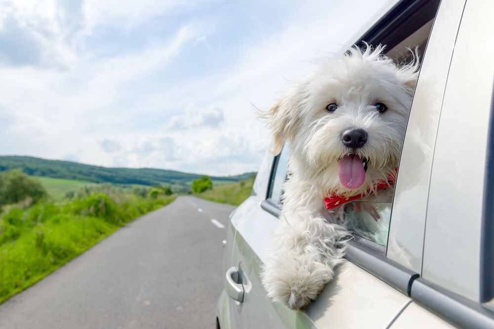 Pet Emergencies on the Road: Travel Safety Tips for Pet Owners