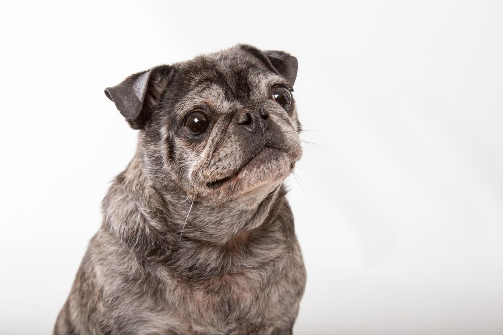 Aging Gracefully: Senior Pet Care and Health