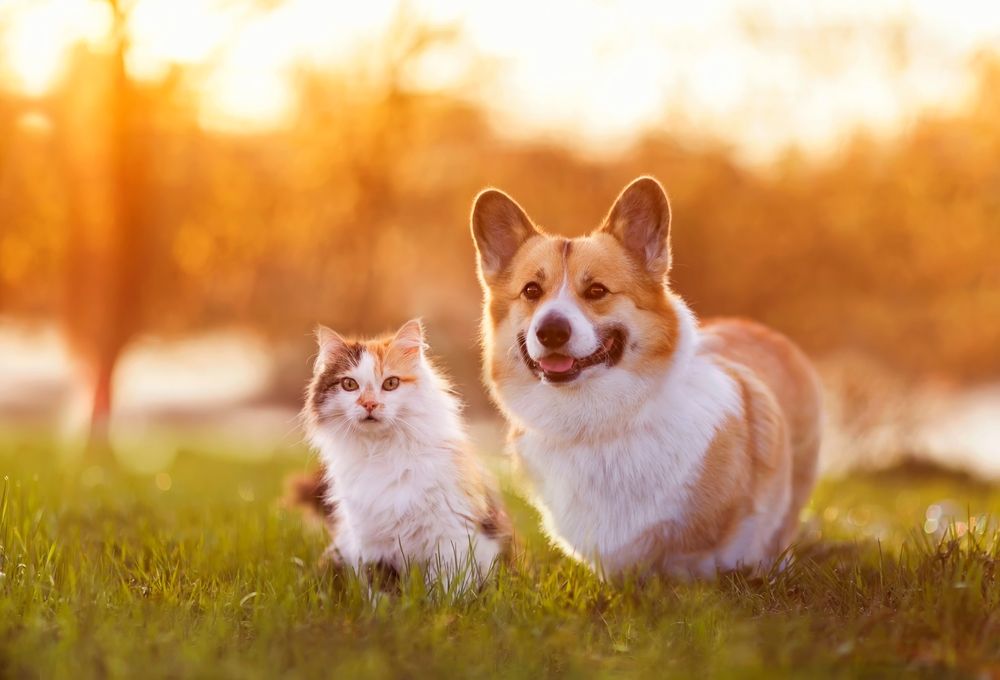 Importance of Flea or Tick Prevention in Pets