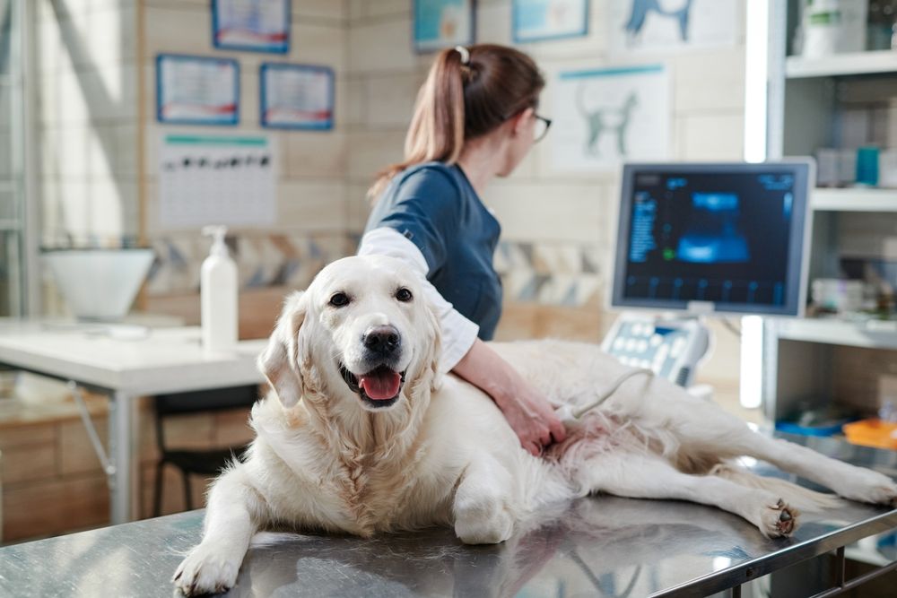 Diagnostic Imaging - The Benefits of Ultrasound for Pets