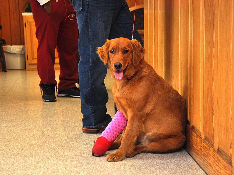 About Safe Harbor Animal Hospital