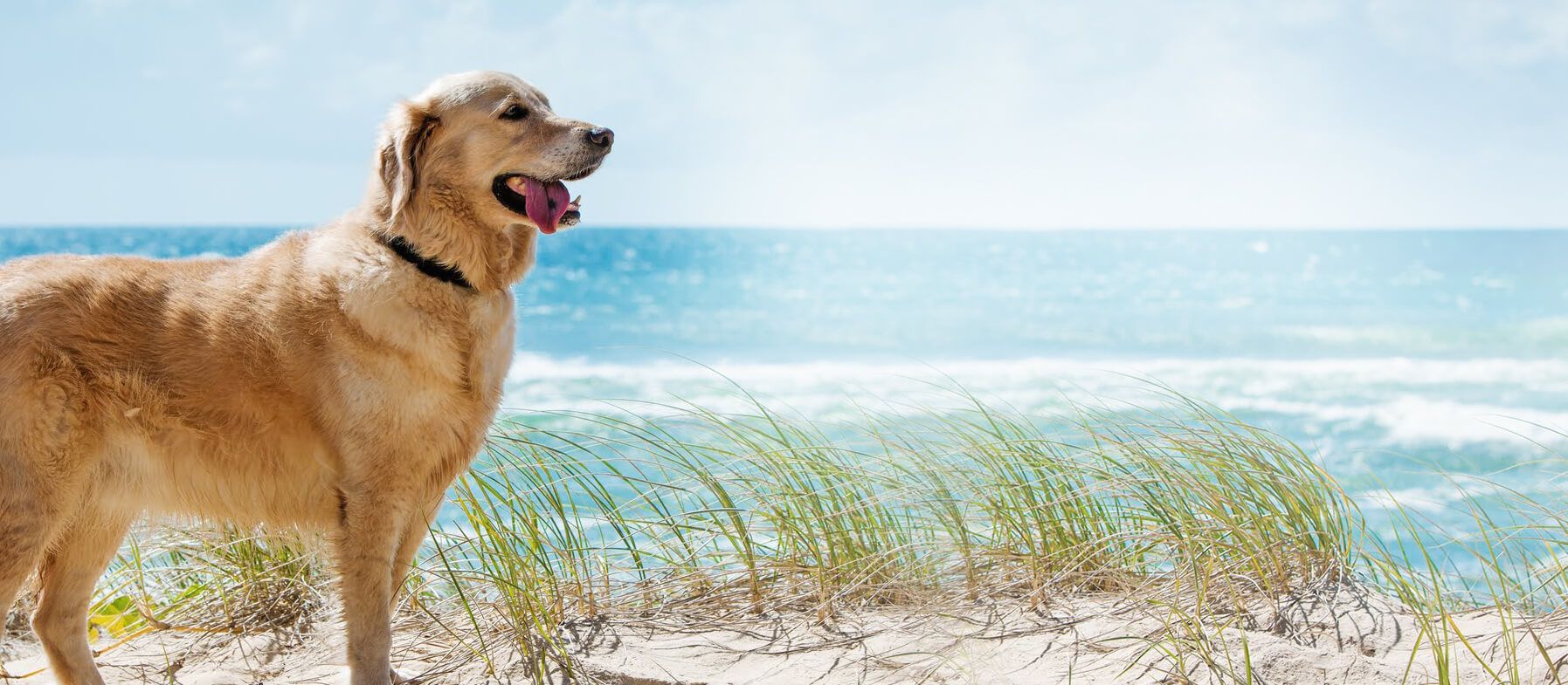 Veterinarians In Juno Beach Fl Palm Beach Gardens Fl Juno