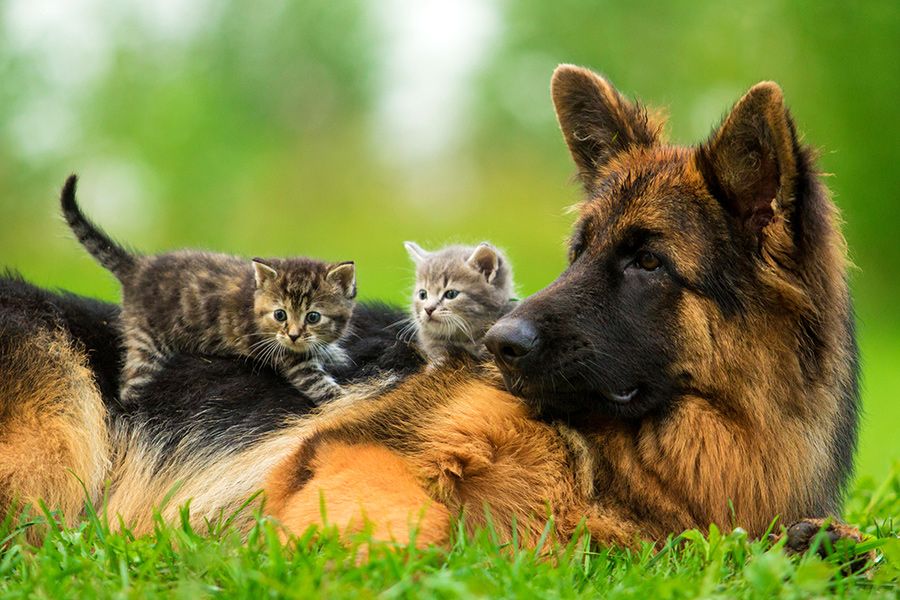 German Shepherd and Kittens