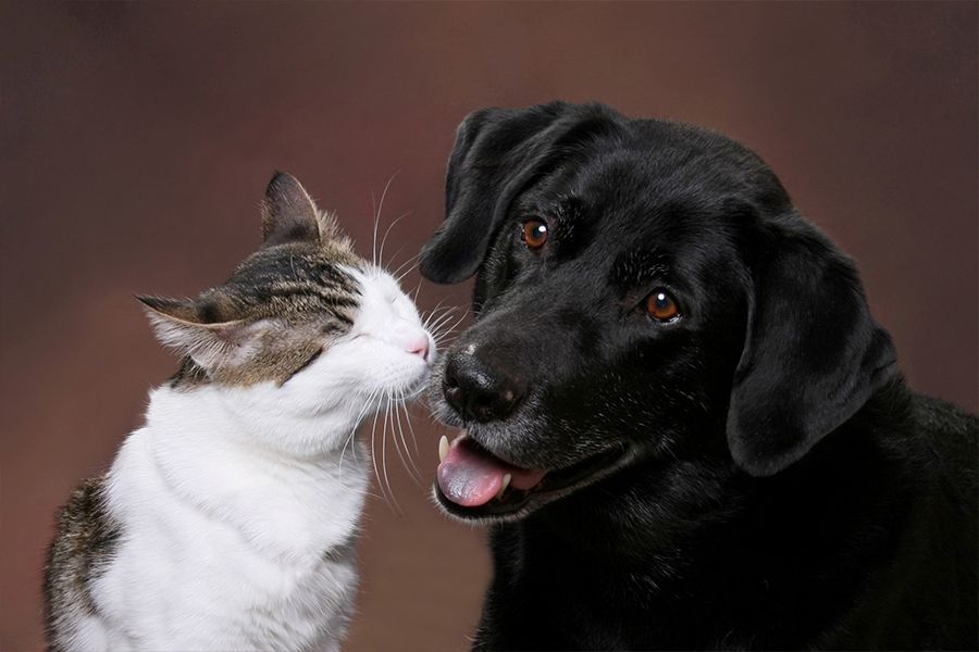 Dog and Cat
