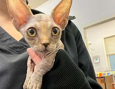 Perineal Urethrostomy Surgery for Cats | Grasonville Veterinarian - Male Cat Perineal Urethrostomy For Urinary Disease