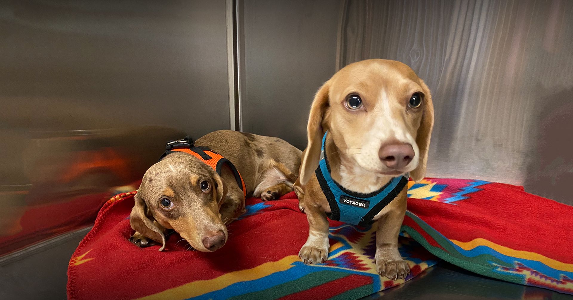 Veterinary Surgeon in Grasonville, MD Shore Pet Surgery