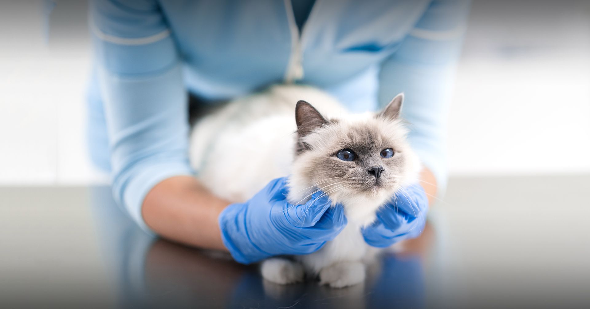 Veterinary Surgeon in Grasonville, MD Shore Pet Surgery