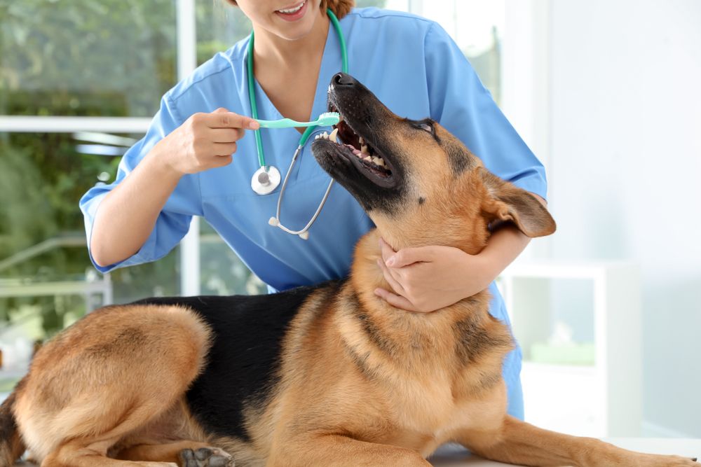 What Happens During a Veterinary Dental Cleaning?