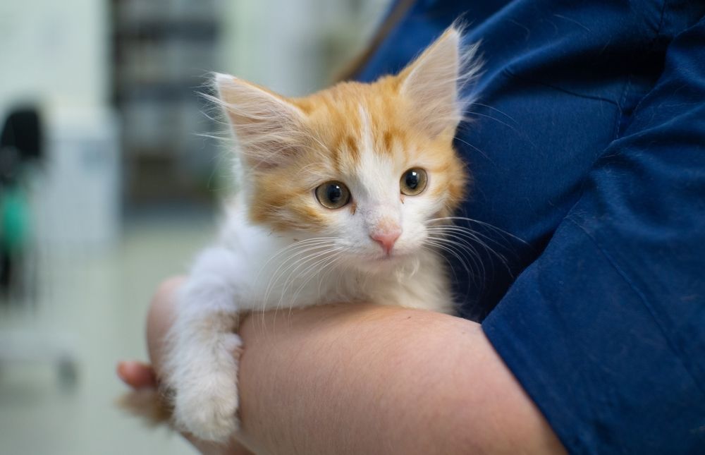 How Perineal Urethrostomy Has Helped Cats with Chronic Urinary Problems