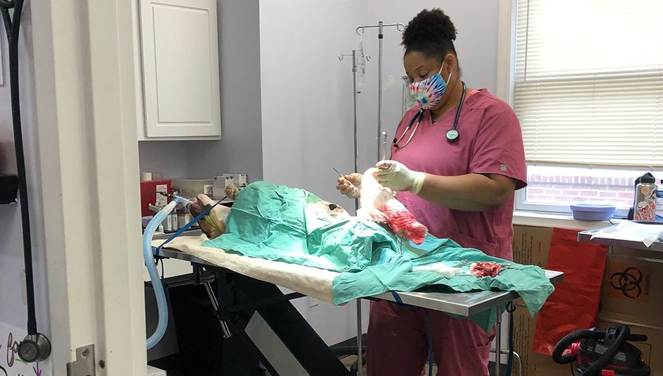 Veterinary Surgeon in Grasonville, MD Shore Pet Surgery