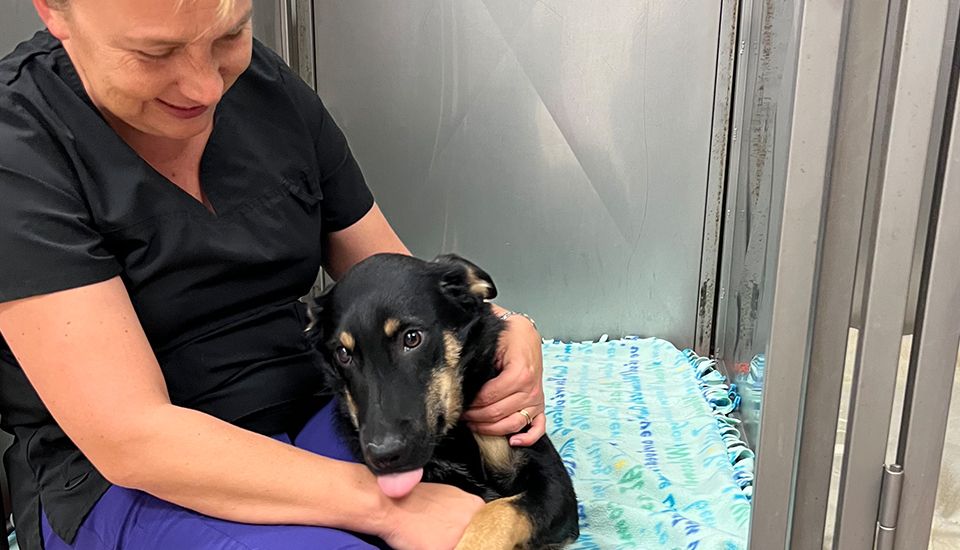 Veterinary Surgeon in Grasonville, MD Shore Pet Surgery