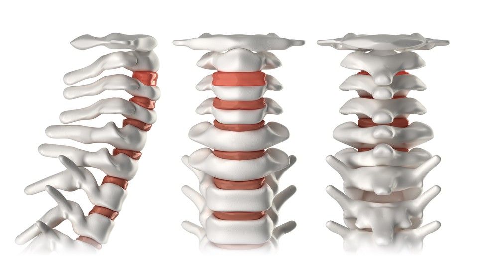 spinal cord