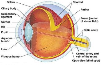 Eye Anatomy 5