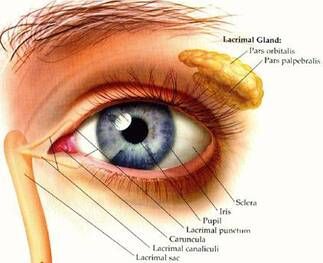 Eye Anatomy 4