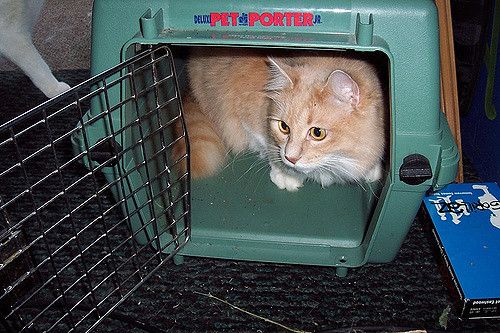 how to get a cat in a cat carrier