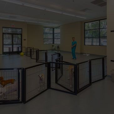 South Bay Animal Hospital and Pet Resort San Jose CA